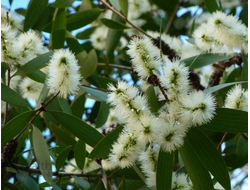 Каяпут, каепут (Melaleuca leucadendron var. cajeputi) (5 мл) - 100% натуральное эфирное масло