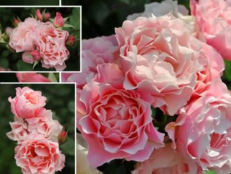2437 Весна2024 Дафна, Восточный фарфор (Daphne, Porcelaine d Orient)  (Японская роза)