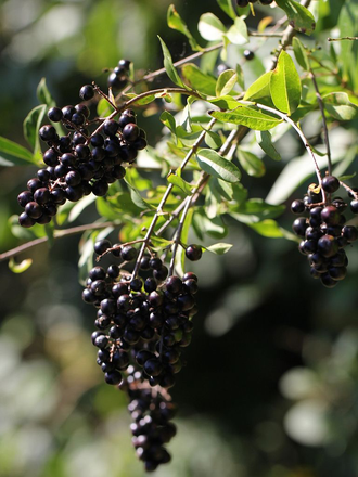 Бирючина обыкновенная (Ligustrum vulgare)