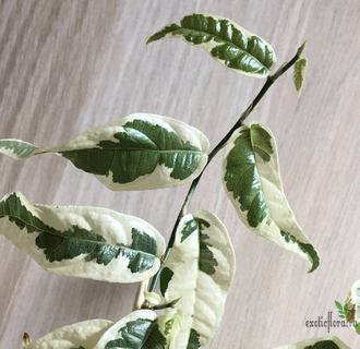 Ficus sagittata 'Variegata' / фикус сагиттата вариегатный