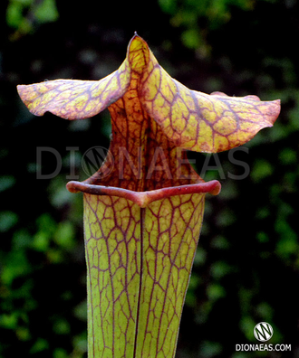 Sarracenia hybrid 9