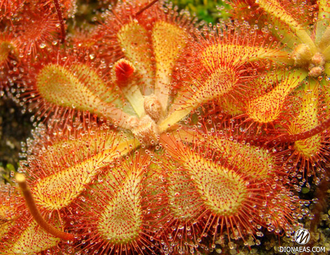 Drosera Coccicaulis