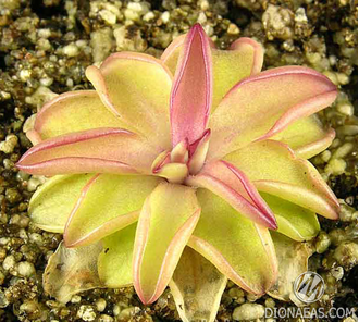 Pinguicula Seductora