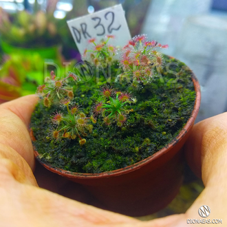 Drosera "Roseana"