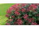 Ерли Сенсейшен гортензия метельчатая (Hydrangea paniculata &#039;Early Sensation&#039;)