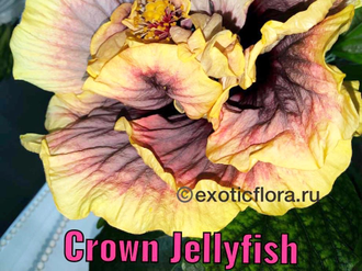 Гибискус Crown Jellyfish