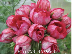Пеларгония тюльпановидная Victoria Andrea