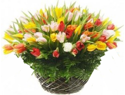 101 Тюльпан в корзине