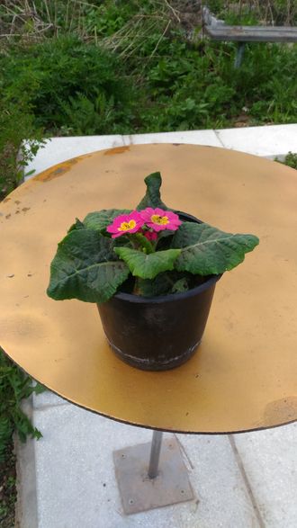 Примула розовая в горшке