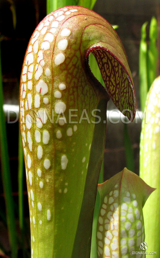 Sarracenia Minor