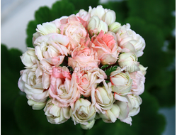 Fischers Appleblossom - пеларгония розебудная (розоцветная) - описание сорта, фото - купить в Перми