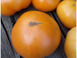 семена томаты "Жёлтый Бизон"