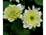 Ranunculus ficaria &#039;Wisley Double White&#039;