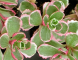 Очиток (Седум) Триколор С2