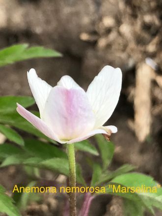 Anemone nemorosa &quot;Marselina&quot;