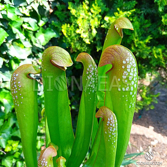 Sarracenia Minor