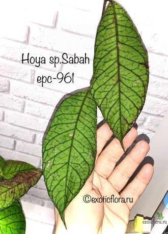 Hoya sp . Sabah (EPC-961)