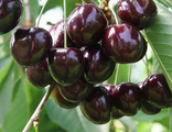 Вишня "Владимирская"