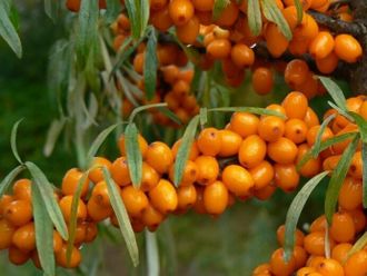 Облепиха Трофимовская С5