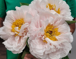 Paeonia Blushing Princess