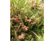 Drosera Capensis Rubra