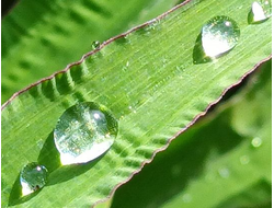 Greencatcher™
