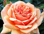 Роза чайно-гибридная Ашрам