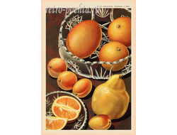 7876 апельсины абрикосы айва