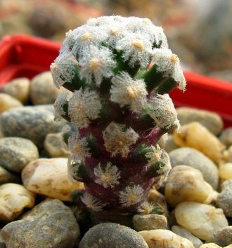 Mammillaria theresae P 370. Укорененная детка.