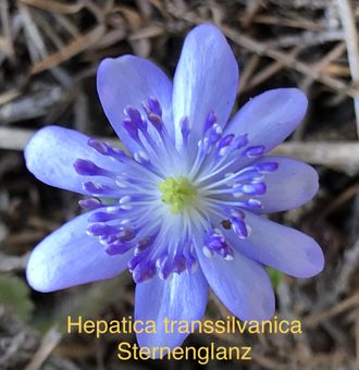Hepatica transsilvanica ’Sternenglanz’. Продано