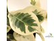 Ficus elastica cv. 'Melany' variegata / Фикус Эластика «Мелани» вариегатный