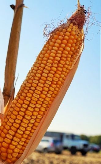 семена кукурузы максалия ragt