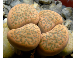 Lithops fulviceps (syn.lydiae) - 10 семян