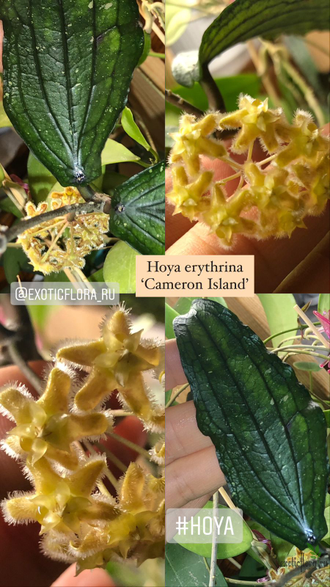 Hoya Erythrina 'Cameron Island'