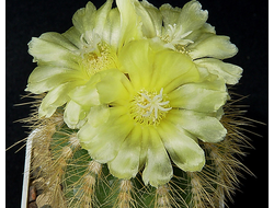 Eriocactus (Эриокактус)