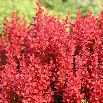 Барбарис тунберга Оранж Рокет (Berberis thunbergii Orange Rocket)