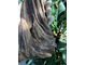 Уд, агаровое, алойное дерево (Aquilaria Agallocha) 1 г - 100% натуральное эфирное масло