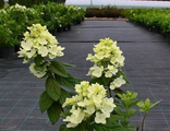 Вайт Даймонд гортензия метельчатая (Hydrangea paniculata White Diamond)