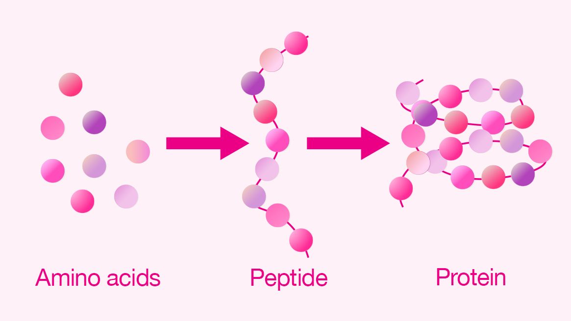 пептиды и белки
