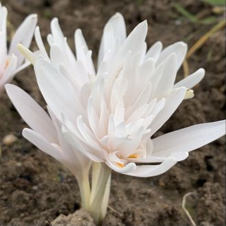 Colchicum autumnale Alba Pleno