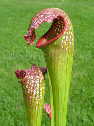 Sarracenia Excellens