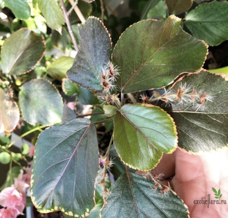 Acalypha wilkesiana 'Obovata' / акалифа обовата