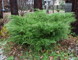 Можжевельник средний Минт Джулеп (Juniperus pfitzeriana  Mint Julep)