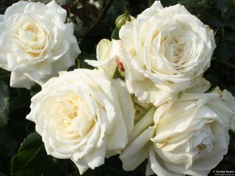 Плетистые розы - Сорт Аляска (Alyaska).