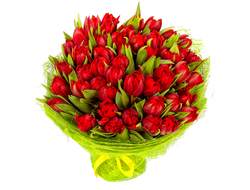 51 красный Тюльпан Весеннее Пламя