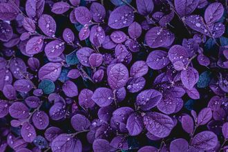 Purple Givco 226