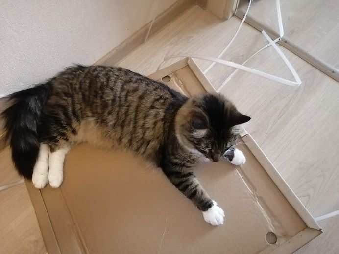 животное кот лежит на полу