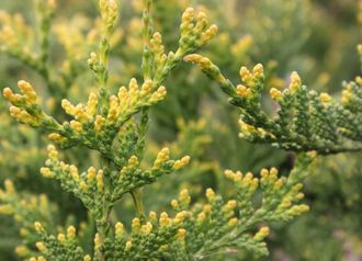 Туя западная Ауреоспиката (Thuja occidentalis Aureospicata) (60-80см\5л)