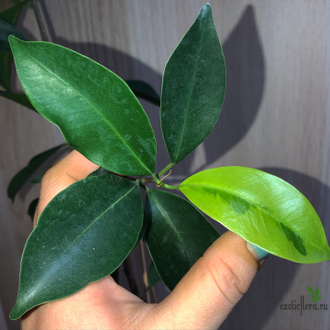 Ficus Microcarpa (Retusa) Mutabilis / фикус ретуза мутабилис