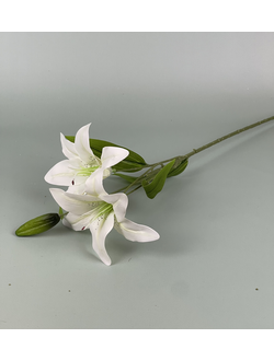 лилия белая